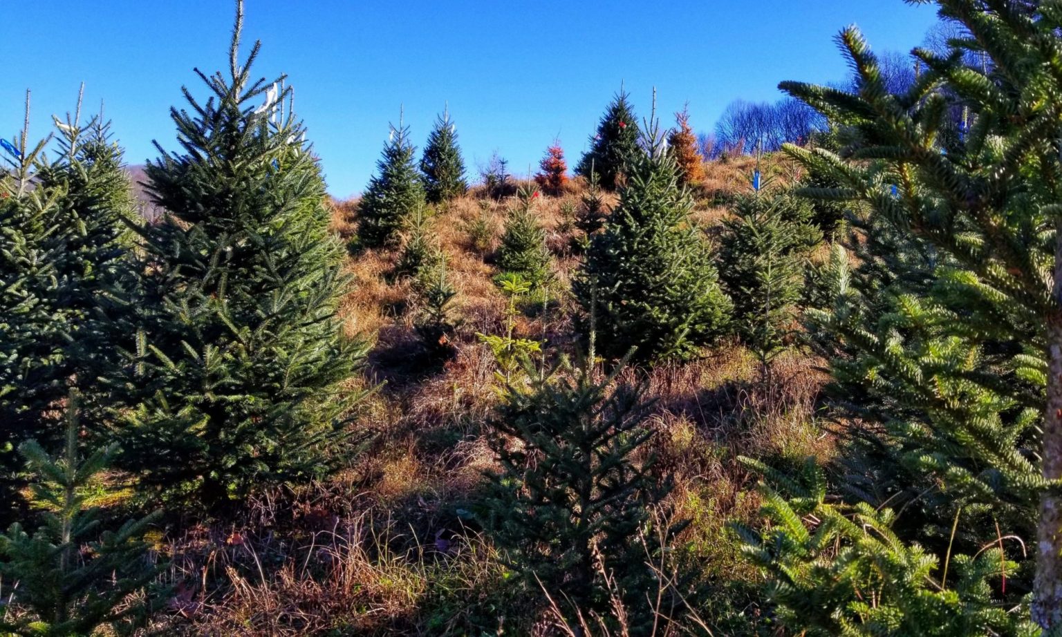 Horn Of Plenty Market and Restaurant